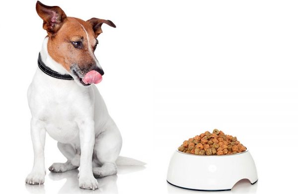 Сухие корма для собак – сбалансированный рацион, способствующий сохранению здоровья
