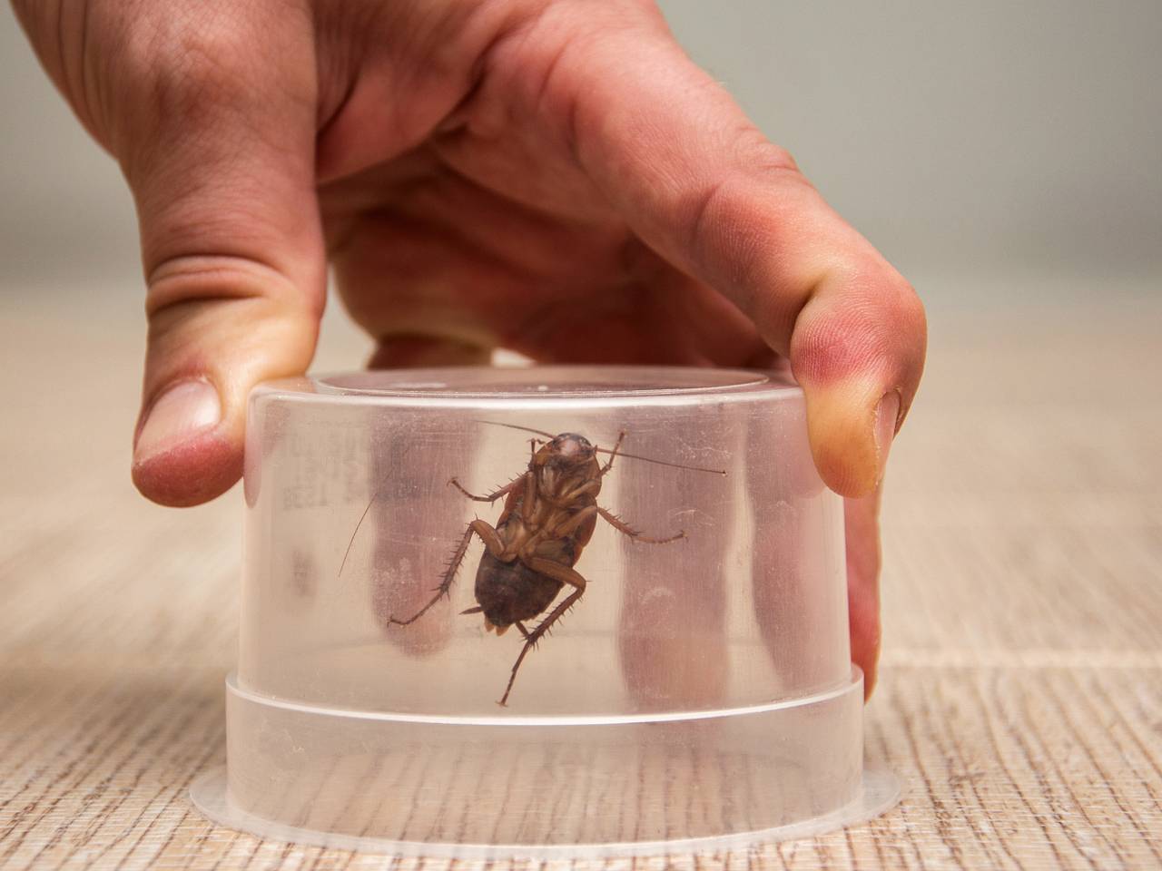 Как эффективно избавиться от тараканов в квартире